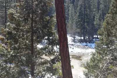 a group of trees in a snow covered forest at Lockwood Lodge in Wawona