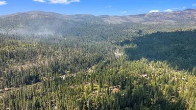 an aerial view of a forest of trees at Meadow View in Wawona