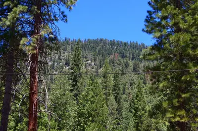a view of a forest of trees with power lines at Hasting's Hideaway in Wawona