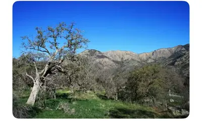a tree in a field with mountains in the background at Alta Peak Penzion in Three Rivers