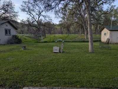 a dog standing in a yard next to a tree at Squaw Valley Motel Room 5 in Squaw Valley