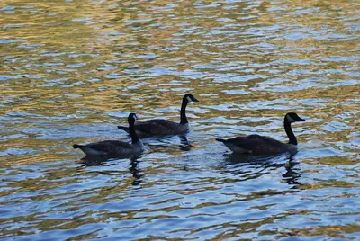 a group of three ducks swimming in the water at Bearadise At North Shore Winter Special in Bass Lake