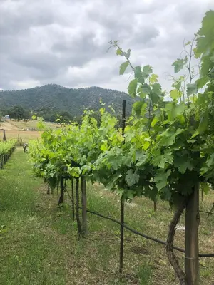 a row of green grape plants in a field at Delilah Ridge Winery Mid Mod Guesthouse in Squaw Valley