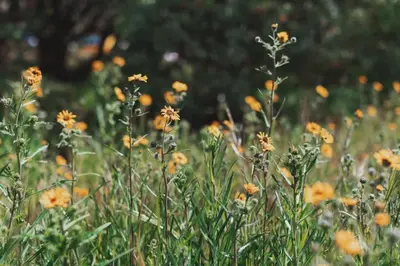 a field of yellow flowers in a field at Secluded rustic 2-bedroom cabin on private land in Miramonte
