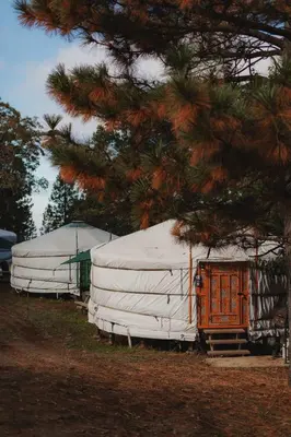 two white domes parked next to a pine tree at Cosy yurt at a nature retreat in Miramonte