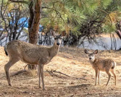 two deer standing in a field next to a tree at Lincoln Lodge cabin in Groveland