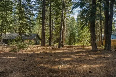 a group of birds standing in the forest at COH0885 - Skyline Divine home in South Lake Tahoe