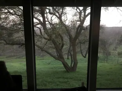 a window with a view of a tree in a field at Inspiring Cottage Rental for a Vacation in California Wine Country in Lockeford