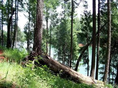 a fallen tree in a forest next to a body of water at Stunning and Secluded Lakeside Getaway in the Grass Valley of California in Grass Valley