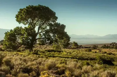 a tree in the middle of a field at Amazing Lone Pine Cabin for Glamping in California in Lone Pine
