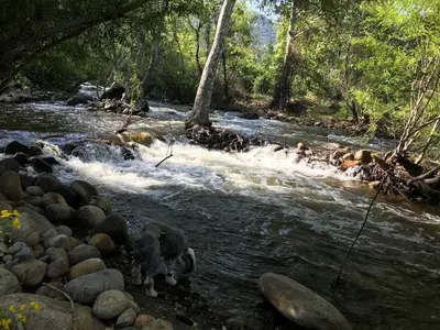 a dog is standing in a stream of water at Sequoia Arquitectural Wonder with Hot Tub & Views in Three Rivers