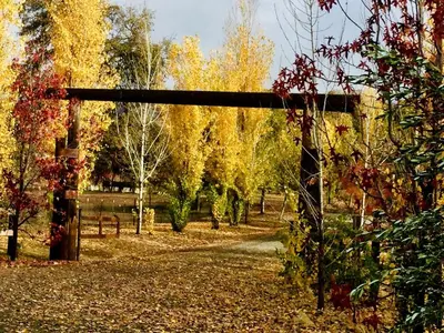 a wooden gate in a park with autumn leaves at Quiet Cottage Rental for Two in Horse Country near Yosemite National Park Gateway, California in Catheys Valley