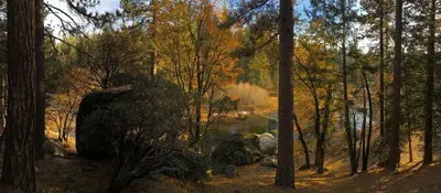 a painting of a forest with a river and trees at Cozy Riverside Cabin Rental with Easy Access to Chilnualna Falls in California in Wawona