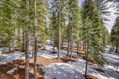 a forest of trees with snow on the ground at Resting Bear Lodge by Tahoe Getaways - Pet Friendly w Foosball and HOA Amenities in Truckee
