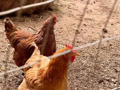 two chickens are standing next to a fence at Homestead Ranch near Yosemite with Horses and Chickens in Midpines