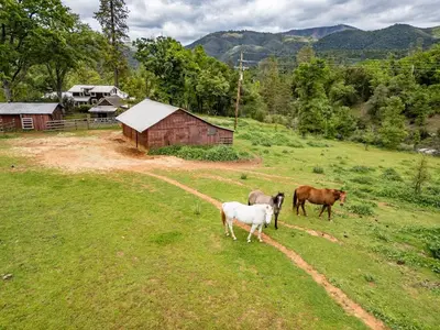 three horses standing in a field with a barn at Homestead Ranch near Yosemite with Horses and Chickens in Midpines