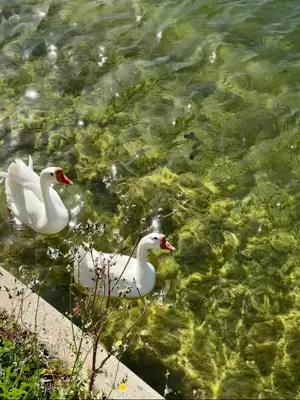 two white ducks swimming in a body of water at Experience Serenity Luxe 4BDR Lake House 25ft Pool in Elk Grove