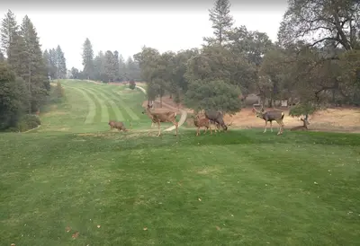 a group of animals standing in a field at Private Lakeview Yosemite Full House El Capitan with Panoramic Sauna, Seasonal HotTub, WiFi in Groveland