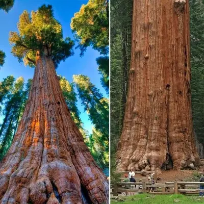 a large tree in the middle of two pictures at Bear Hollow by Sequoia National Park in Three Rivers