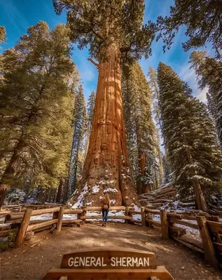 a woman standing in front of a giant tree at Bear Hollow by Sequoia National Park in Three Rivers
