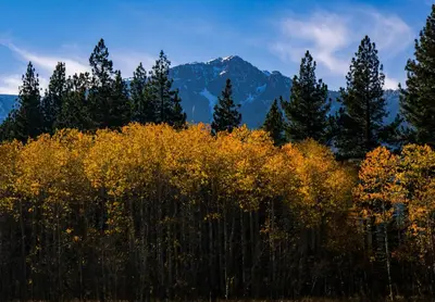 a field of trees with mountains in the background at Tahoe Woods Heavenly - Walk to beach & Gondola to Heavenly Ski in South Lake Tahoe