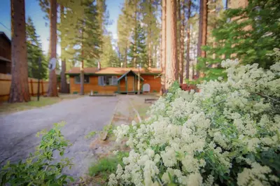 a house in the woods with a bunch of white flowers at Whispering Pines Cabin - Family & Pet Friendly Abode in South Lake Tahoe