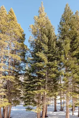 a group of pine trees in the snow at The Lookout Loft Great views and King Sized Bed in Kirkwood