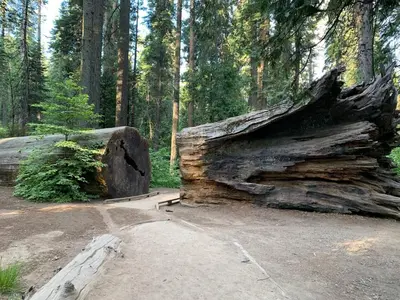 a large log in the middle of a forest at Cozy Cabin - Hot Tub, Fire Pit, & Pets in Arnold