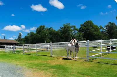 a woman standing on a horse behind a fence at Yosemite family getaway w lake, golf, horses, pool in Groveland