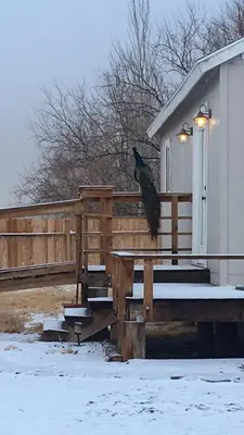 a bird sitting on the fence of a house at Shady Lady Bed and Breakfast in Scottys Junction