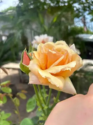 a person holding a orange flower in a vase at Rustic Retreat 3 bd/2 bth - Large Family Game Area in Fresno