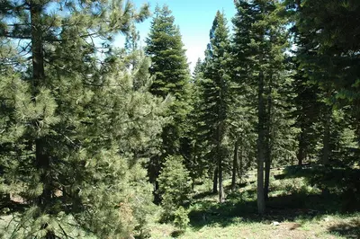 a group of pine trees in a forest at Garret's Place By Hauserman Rentals in Tahoe City