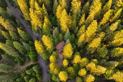 an overhead view of a road in a forest with yellow trees at Walk to Fly-In Lake Blue Lake Springs Cabin! in Arnold