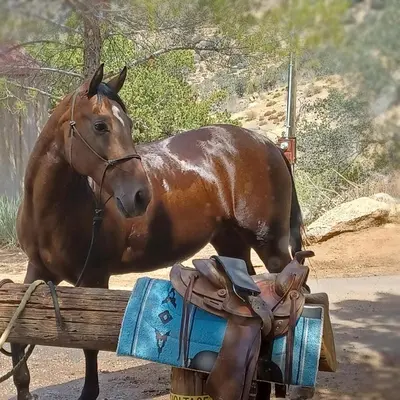 a brown horse standing next to a wooden bench at Mountain Top Barn retreat with View in Bodfish