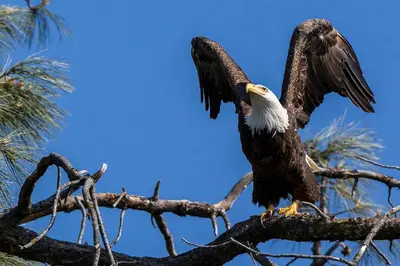 a bald eagle perched on a tree branch at Folsom Old Town Escape • Cozy Cottage + Library in Folsom