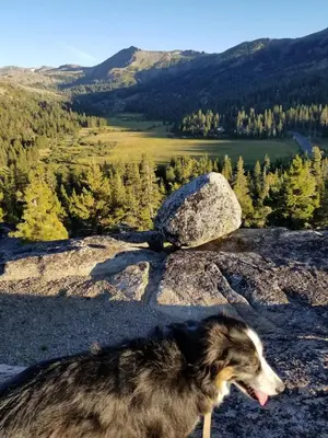 a dog standing next to a rock on a mountain at Kirkwood On Meadow 3br 1 ba in Kirkwood