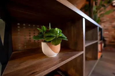 a plant in a white vase sitting on a shelf at Magic Sequoia Spacious Home in Three Rivers
