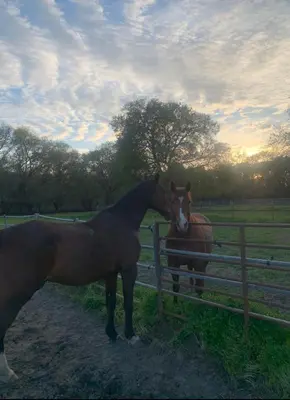 two horses are standing next to a fence at Sac Camp Delta Garden Retreat in Sacramento