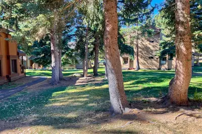 a group of trees in a yard with a house at Snowcreek 51 in Mammoth Lakes
