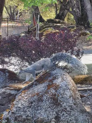 a squirrel standing on top of a rock at Mountain Oasis-Indoor Hot Tub, Game Room, VIEWS in Oakhurst