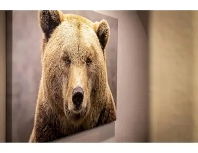 a large brown bear is looking at the camera at Tramway near Heavenly/ Dogs OK/ New Heating & Air in Stateline