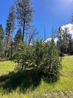 a tree in a field with trees in the background at Yosemite Gateway home in Groveland in Groveland