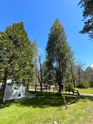 a slide in a park with trees and grass at Yosemite Gateway home in Groveland in Groveland