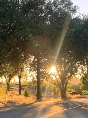 a tree lined road with the sun shining through it at Amador Wine Country Cottage in Fiddletown