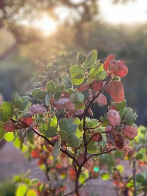 a branch of a tree with red and green leaves at Casa Manzanita in Midpines! 26 miles to Yosemite! in Midpines