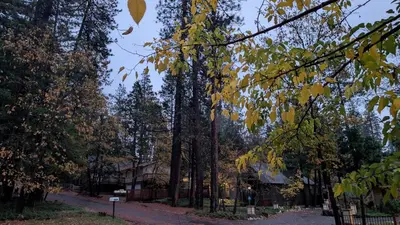a tree with yellow leaves in a park at Sierra Cabin w NEW Hot Tub Walk to Town in Twain Harte