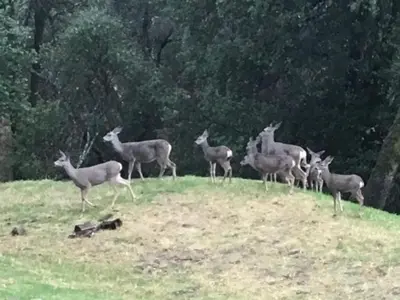 a group of deer standing on top of a hill at Sunset Cottage near Yosemite in Oakhurst