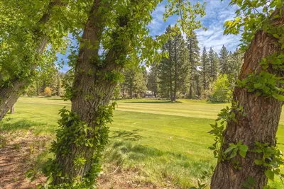 a group of trees with ivy growing on them at Midiron Golf Cabin cabin in Tahoe Vista