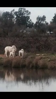 a group of animals standing next to a body of water at Gorgeous cottage in fair oaks village in Fair Oaks