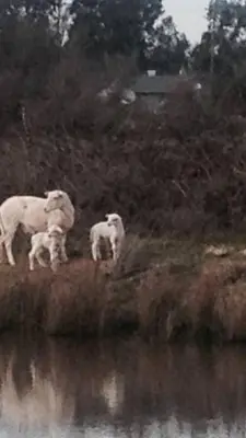 a group of animals standing next to a body of water at Charming vintage village house in Fair Oaks
